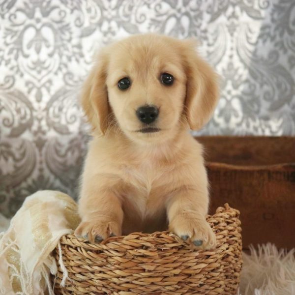 Mini Dachshund Puppy for Sale