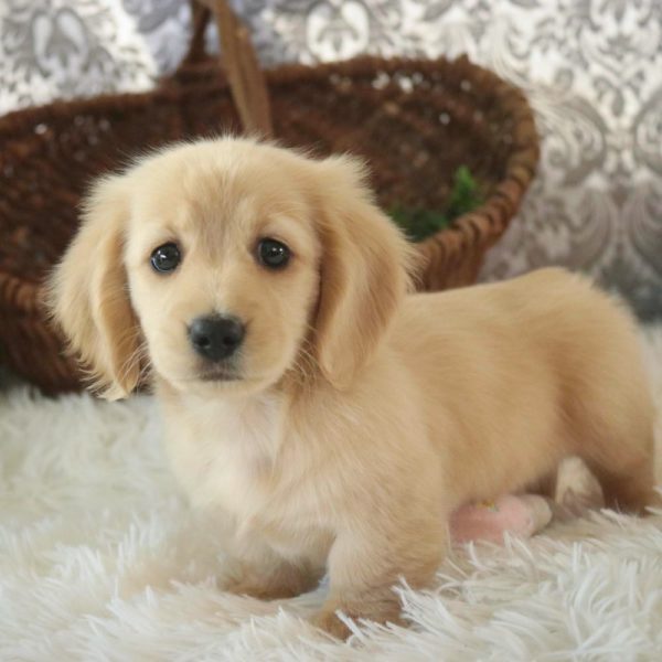 Mini Dachshund Puppy for Sale