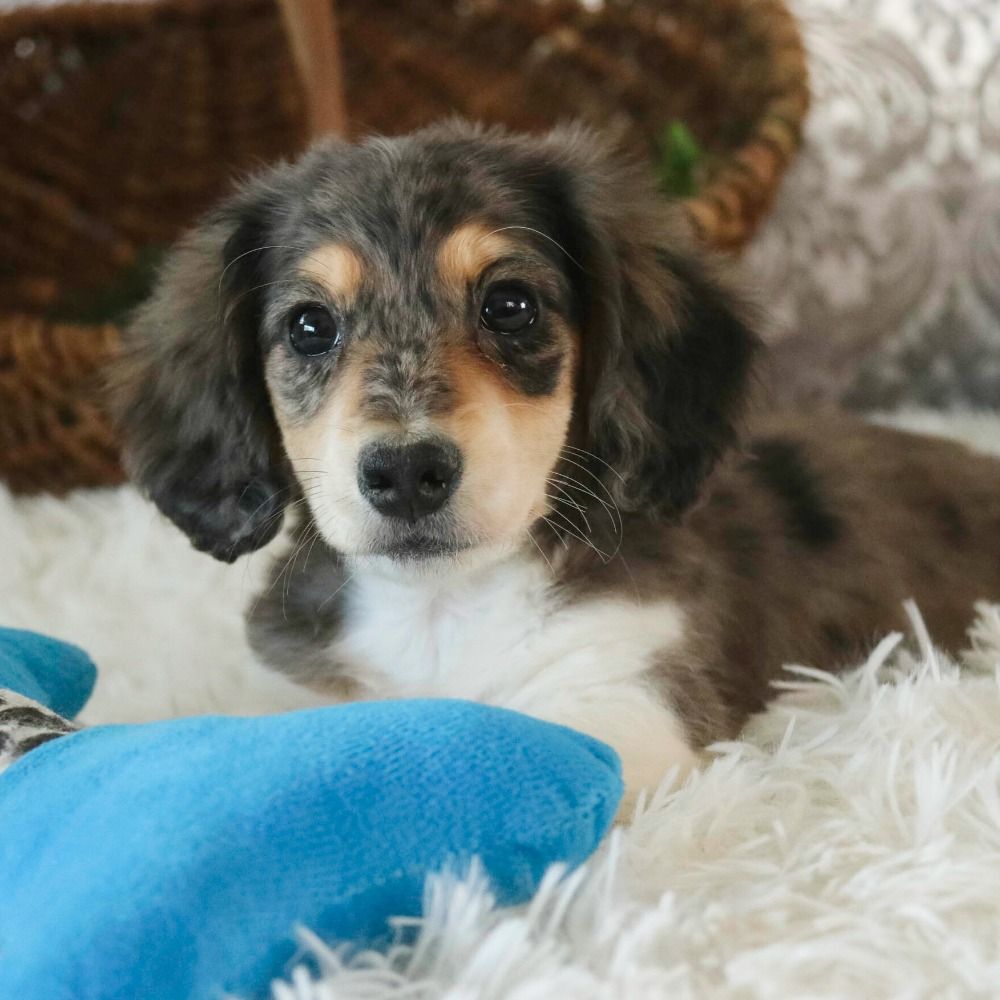 Miniature Dachshund (long Haired) Puppy for Sale in NYC