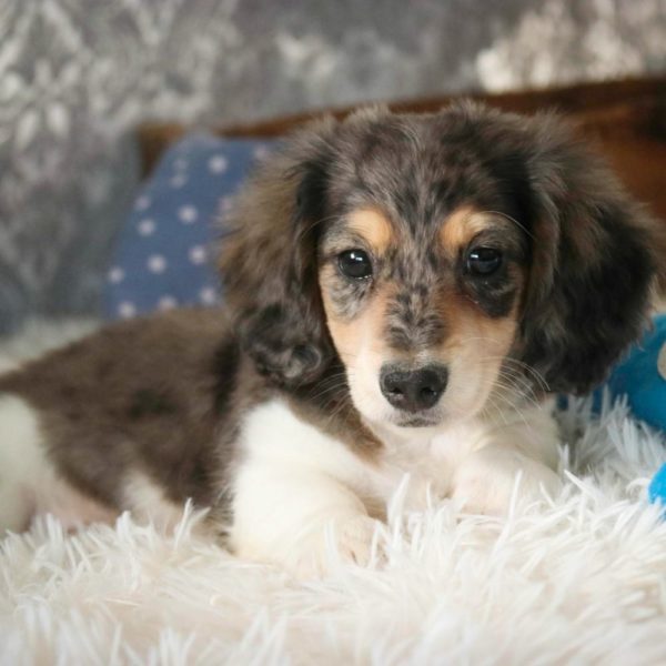 Mini Dachshund Puppy for Sale