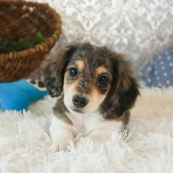 Mini Dachshund Puppy for Sale