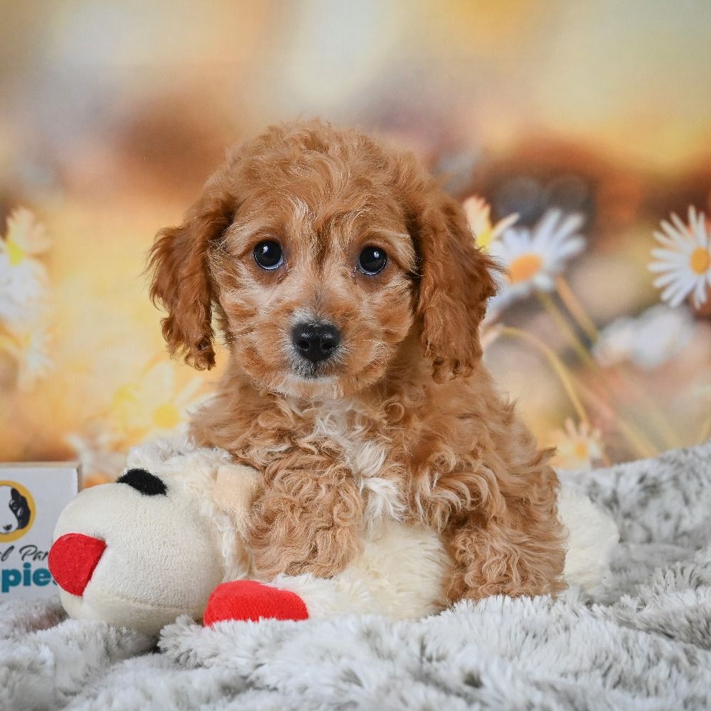 F1b Cavapoo Puppy for Sale in NYC