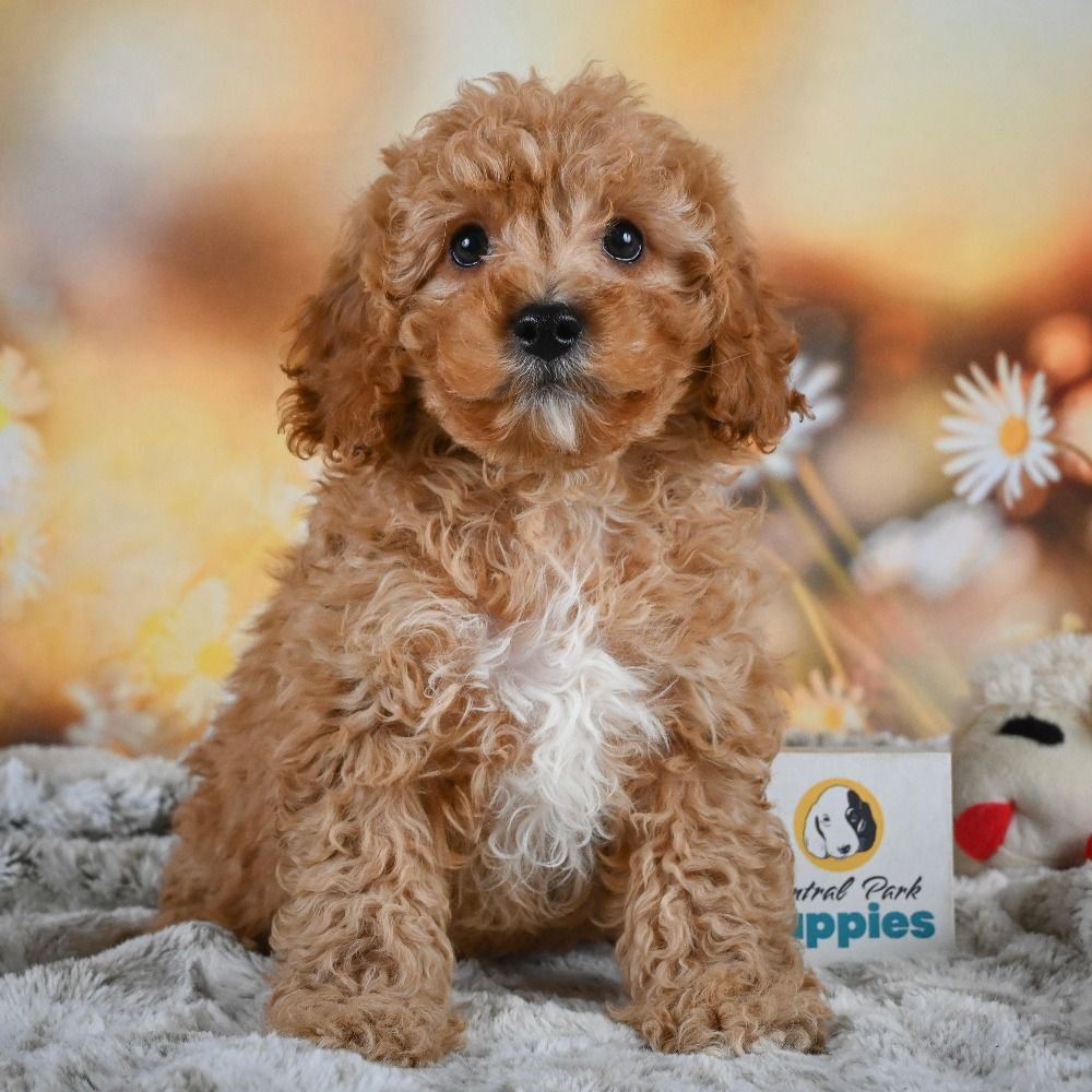 F1b Cavapoo Puppy for Sale in NYC