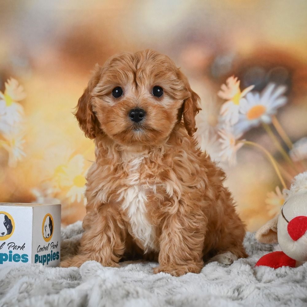 F1b Cavapoo Puppy for Sale in NYC