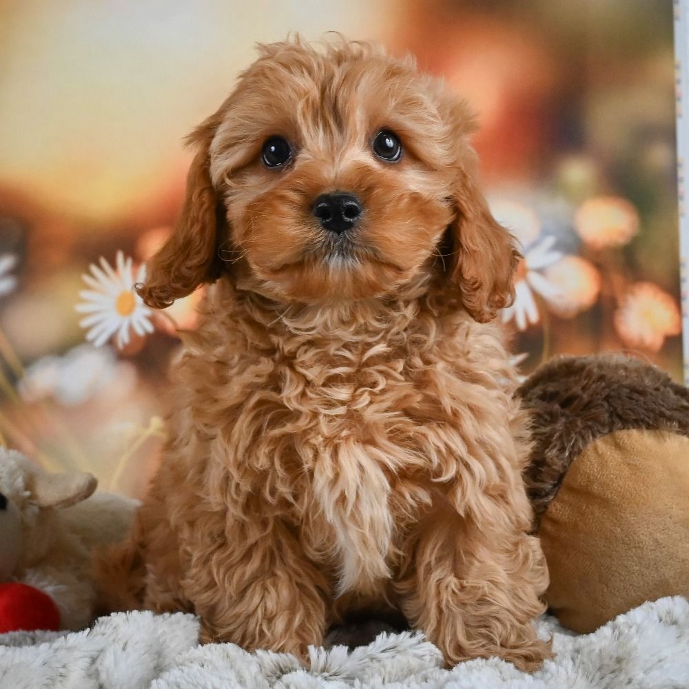 F1b Cavapoo Puppy for Sale in NYC