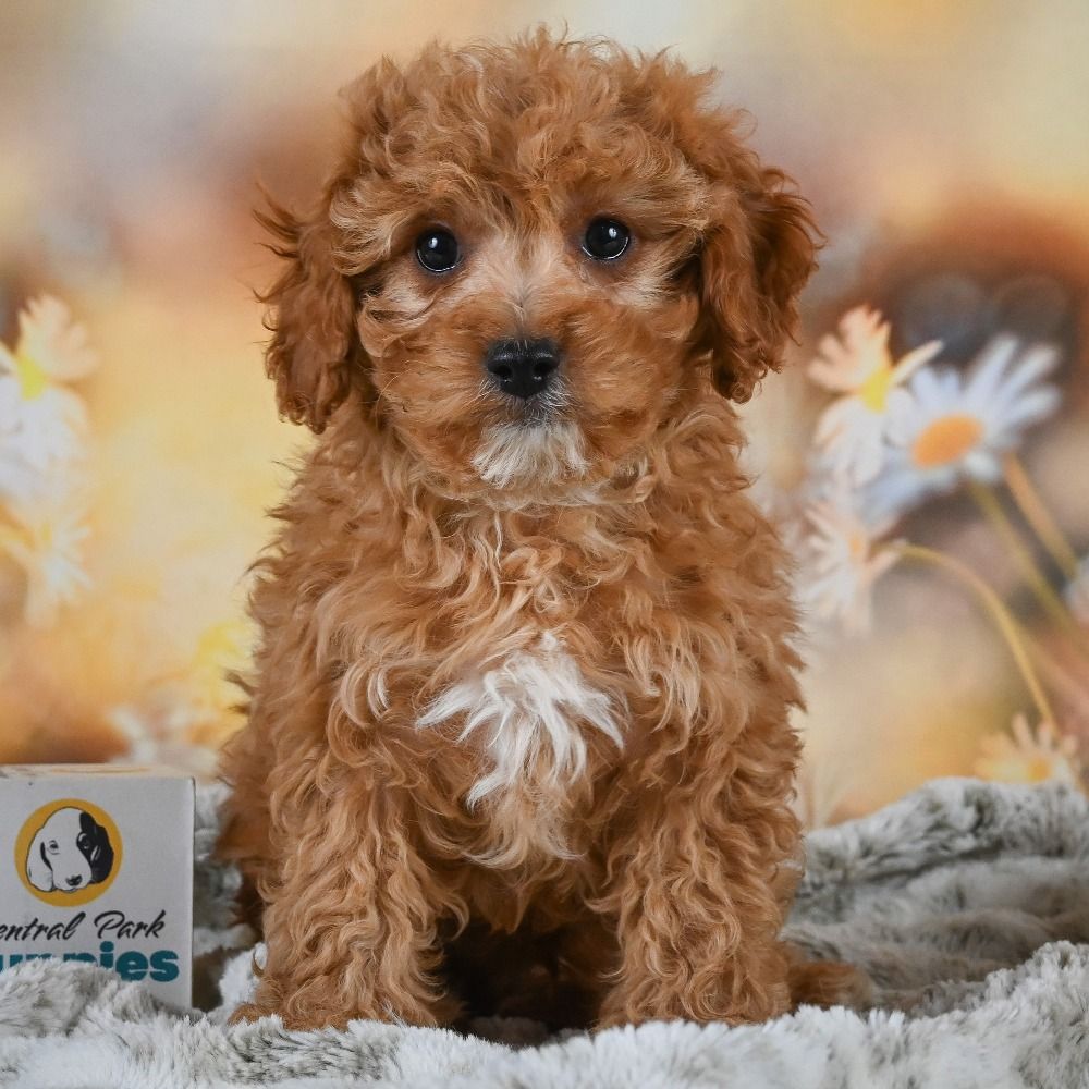 F1b Cavapoo Puppy for Sale in NYC