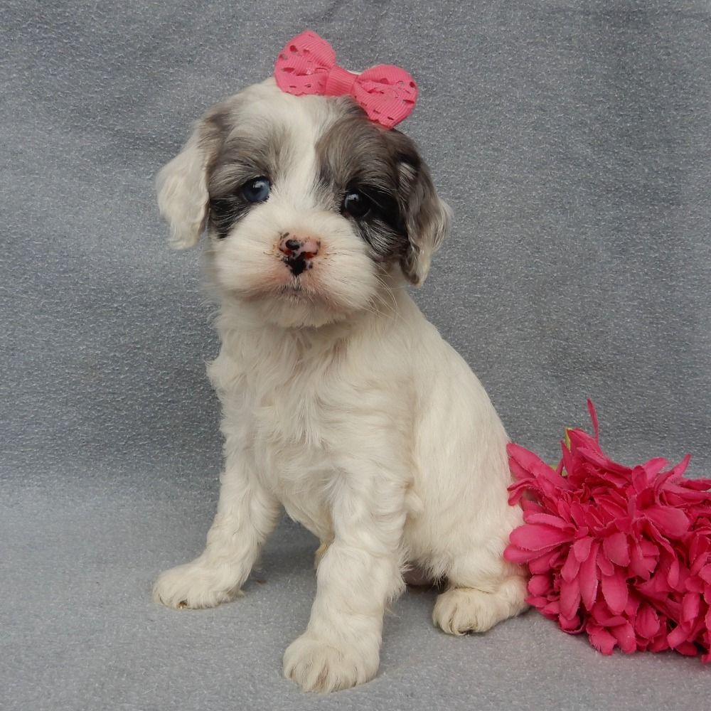 F1 Cockapoo Puppy for Sale in NYC