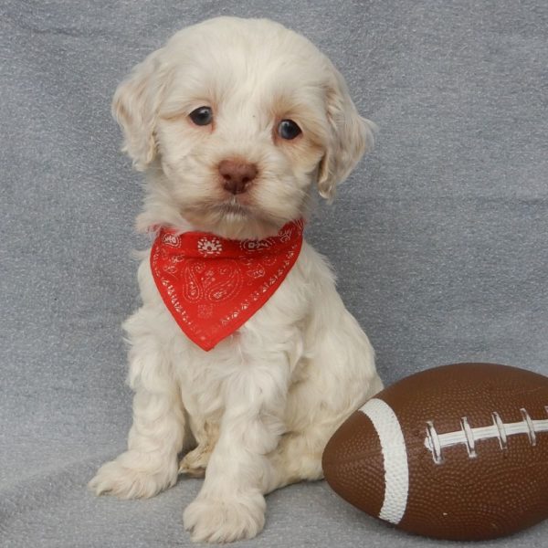 F1 Cockapoo Puppy for Sale