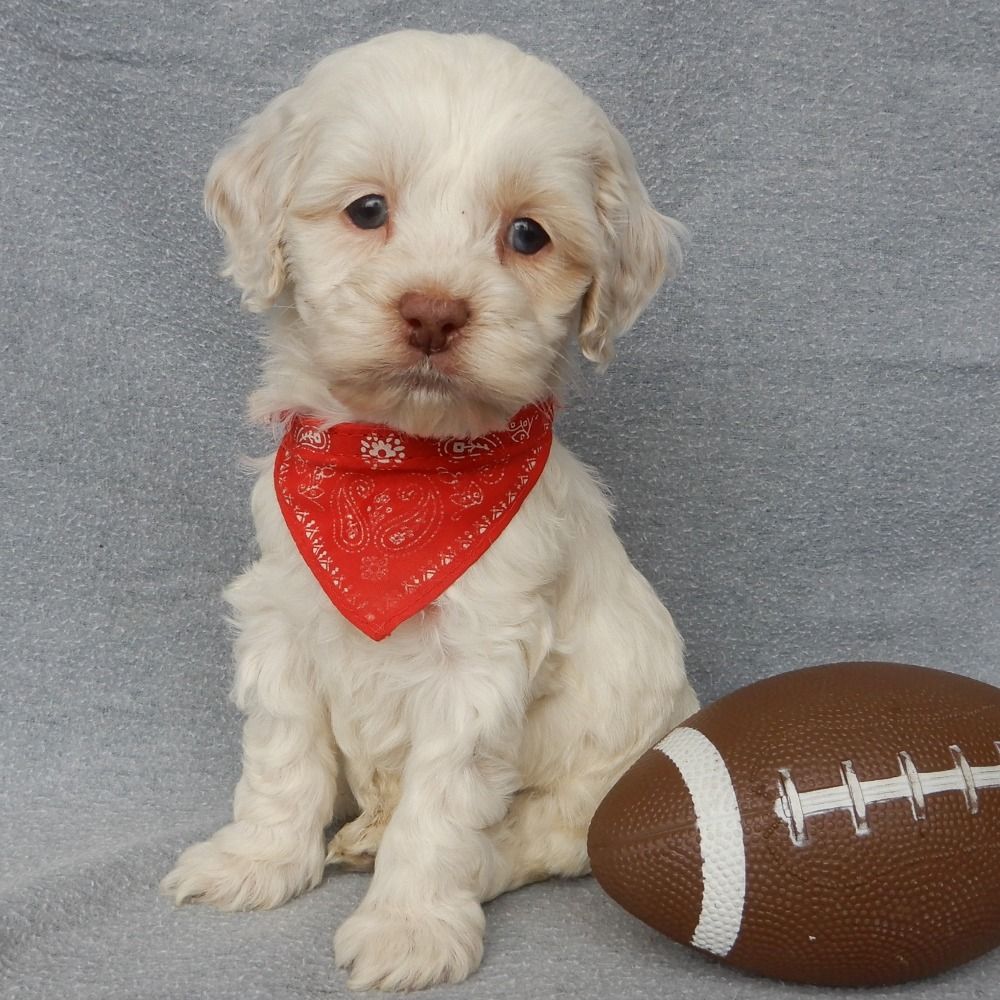 F1 Cockapoo Puppy for Sale in NYC