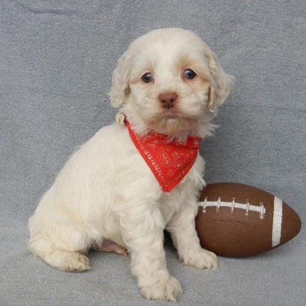 F1 Cockapoo Puppy for Sale