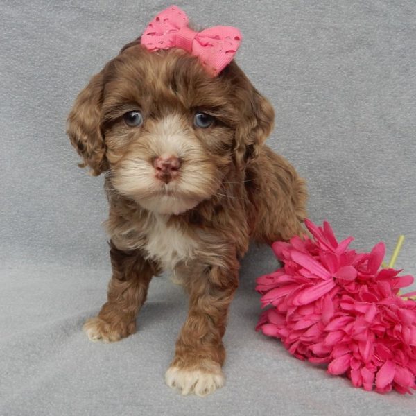 F1 Cockapoo Puppy for Sale