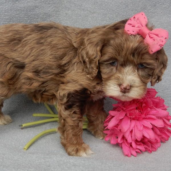 F1 Cockapoo Puppy for Sale