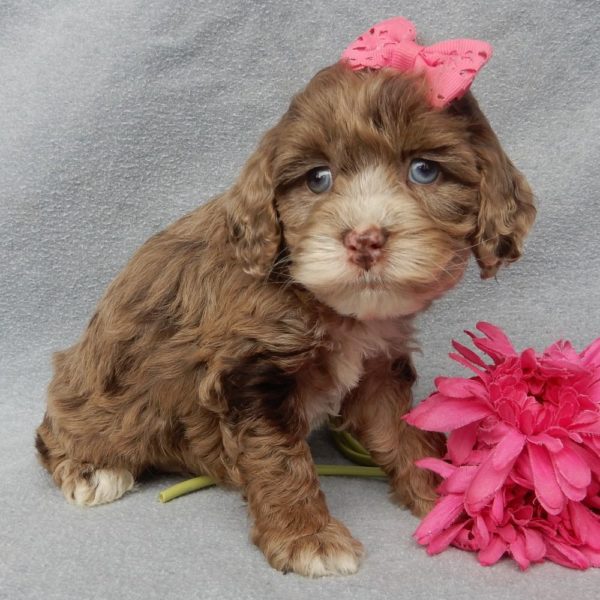 F1 Cockapoo Puppy for Sale