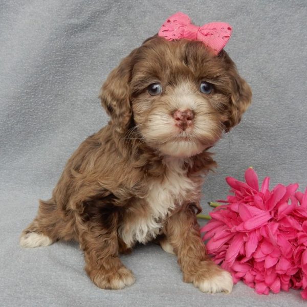 F1 Cockapoo Puppy for Sale