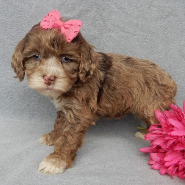 F1 Cockapoo Puppy for Sale