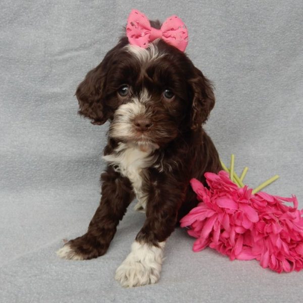 F1 Cockapoo Puppy for Sale