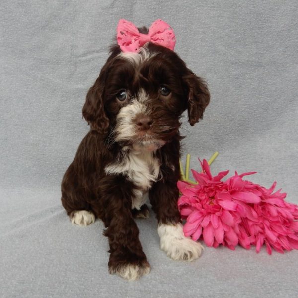 F1 Cockapoo Puppy for Sale