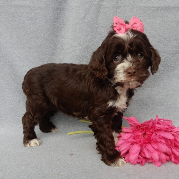 F1 Cockapoo Puppy for Sale