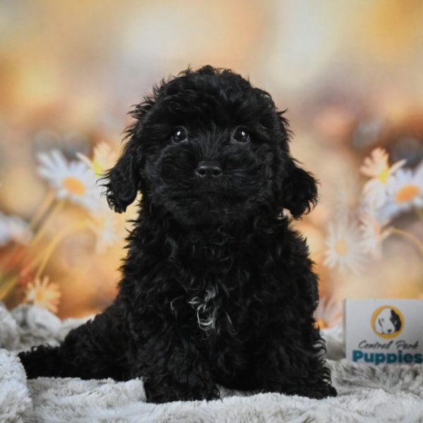 Yorkiepoo Puppy for Sale