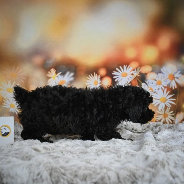 Yorkiepoo Puppy for Sale