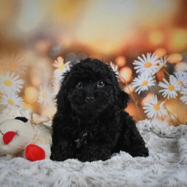 Yorkiepoo Puppy for Sale