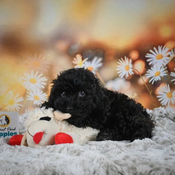 Yorkiepoo Puppy for Sale