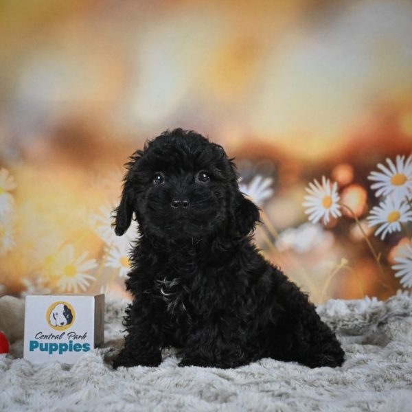 Yorkiepoo Puppy for Sale