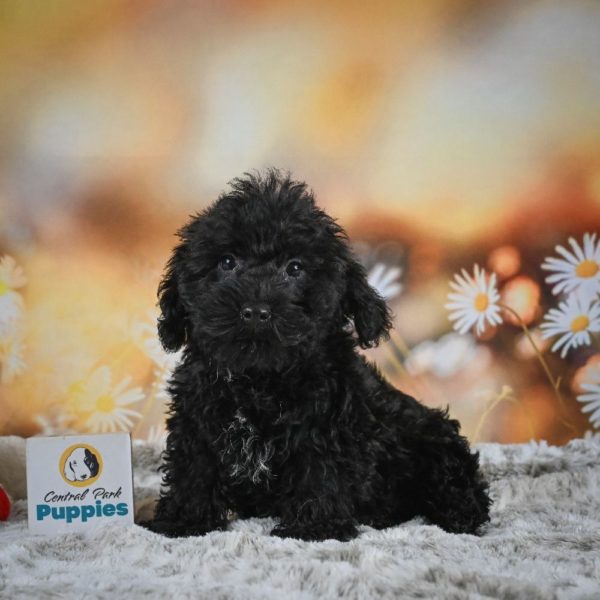 Yorkiepoo Puppy for Sale