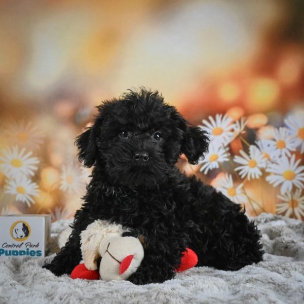 Yorkiepoo Puppy for Sale