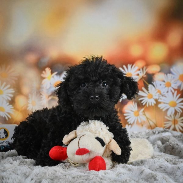 Yorkiepoo Puppy for Sale