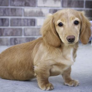 Mini Dachshund Puppy for Sale