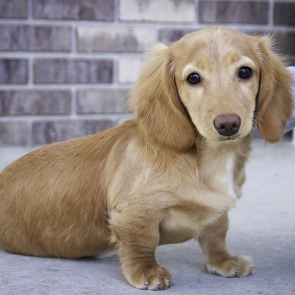 Mini Dachshund Puppy for Sale in NYC