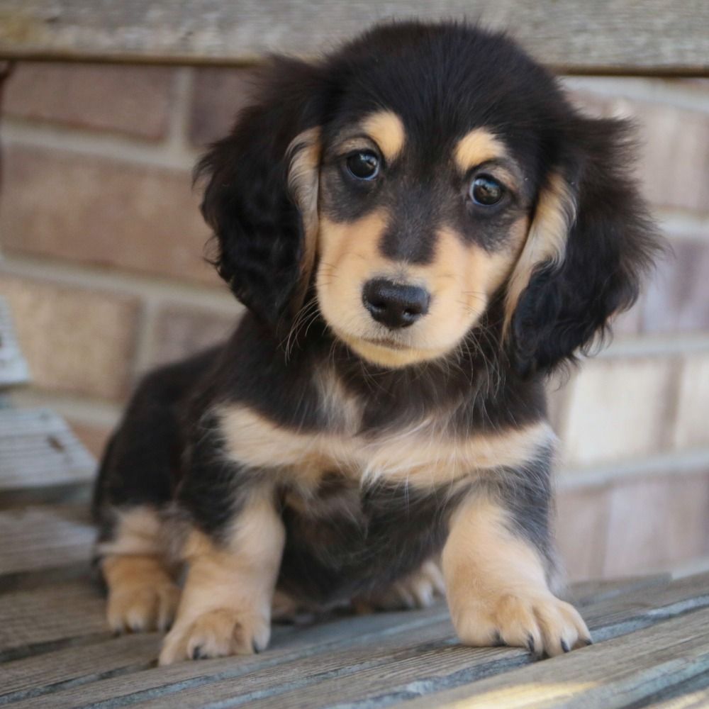 Mini Dachshund Puppy for Sale in NYC