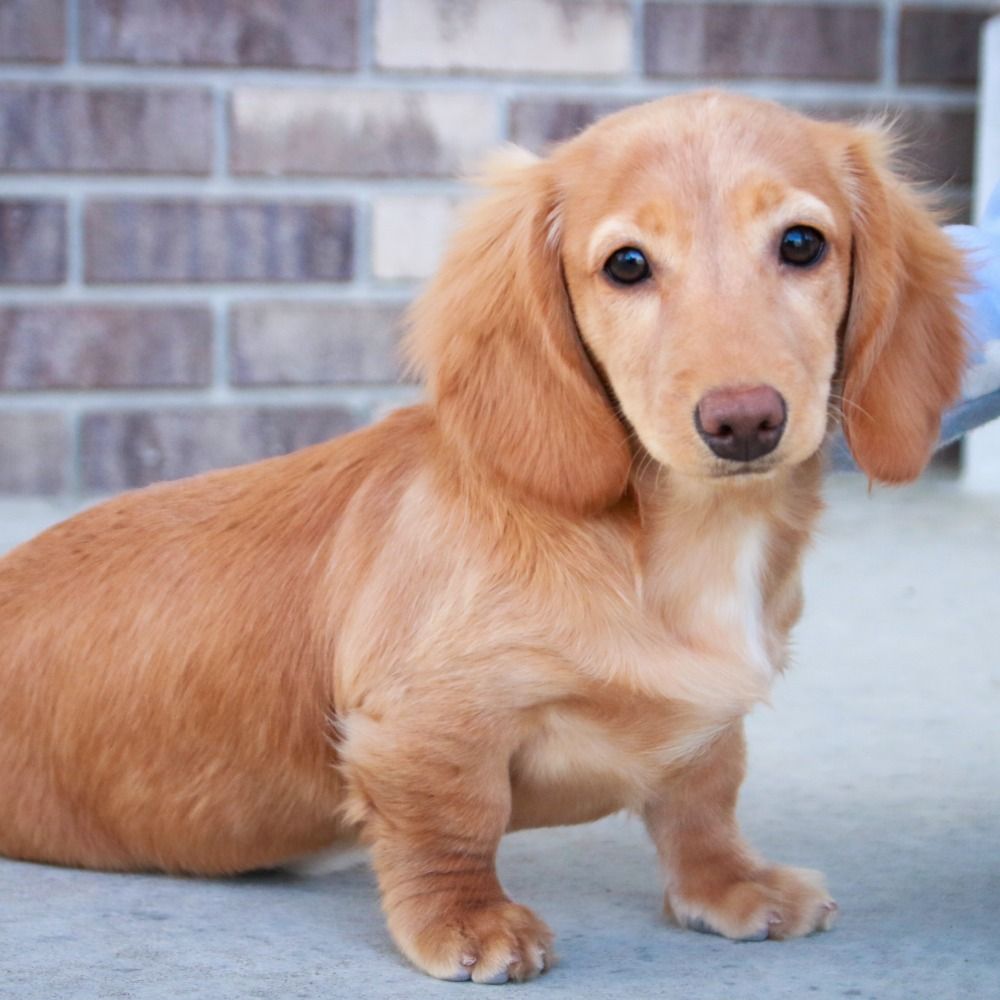 Mini Dachshund Puppy for Sale in NYC