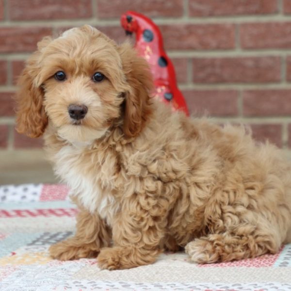 F1b Cockapoo Puppy for Sale
