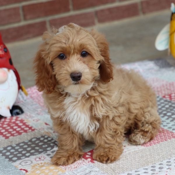 F1b Cockapoo Puppy for Sale