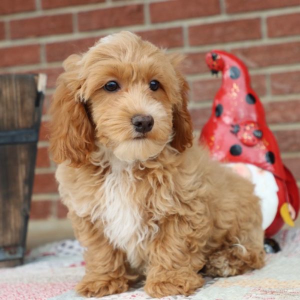 F1b Cockapoo Puppy for Sale