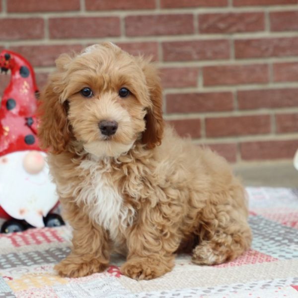 F1b Cockapoo Puppy for Sale