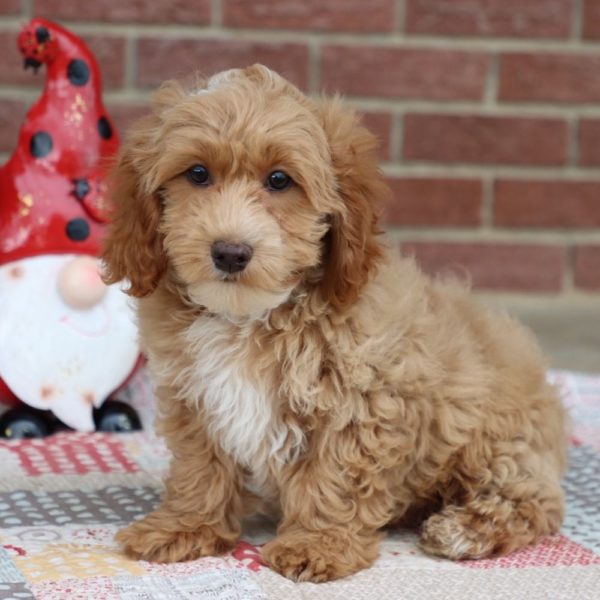 F1b Cockapoo Puppy for Sale