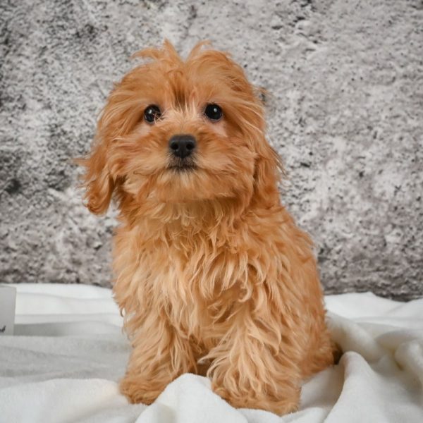 F1b Cavapoo Puppy for Sale