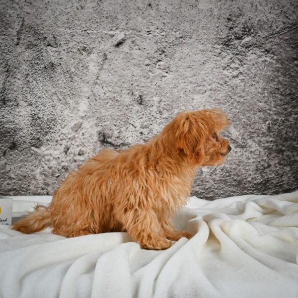 F1b Cavapoo Puppy for Sale