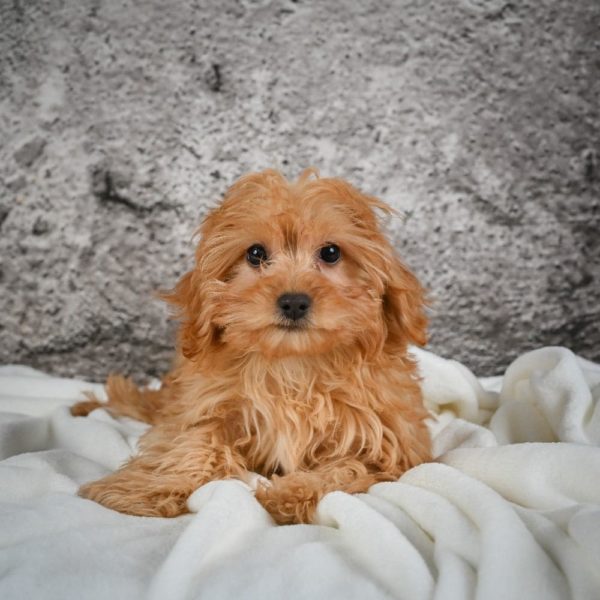 F1b Cavapoo Puppy for Sale