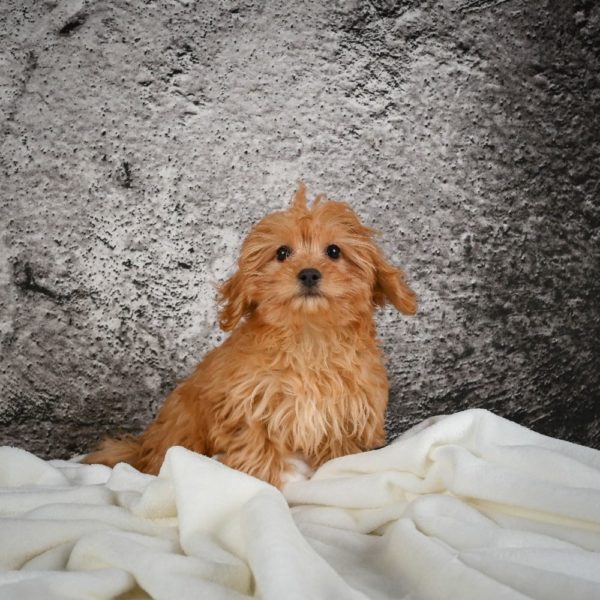 F1b Cavapoo Puppy for Sale