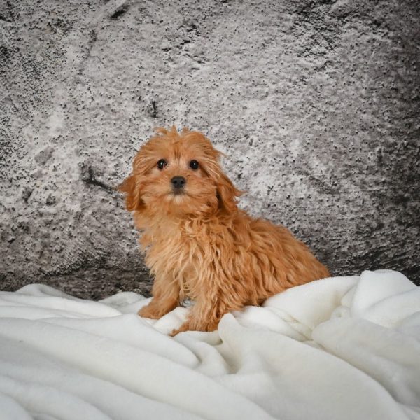 F1b Cavapoo Puppy for Sale