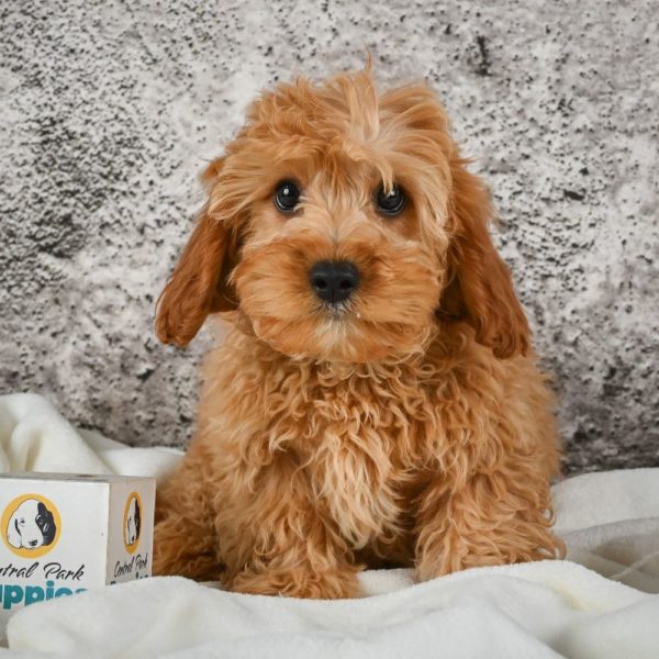 F1b Cavapoo Puppy for Sale