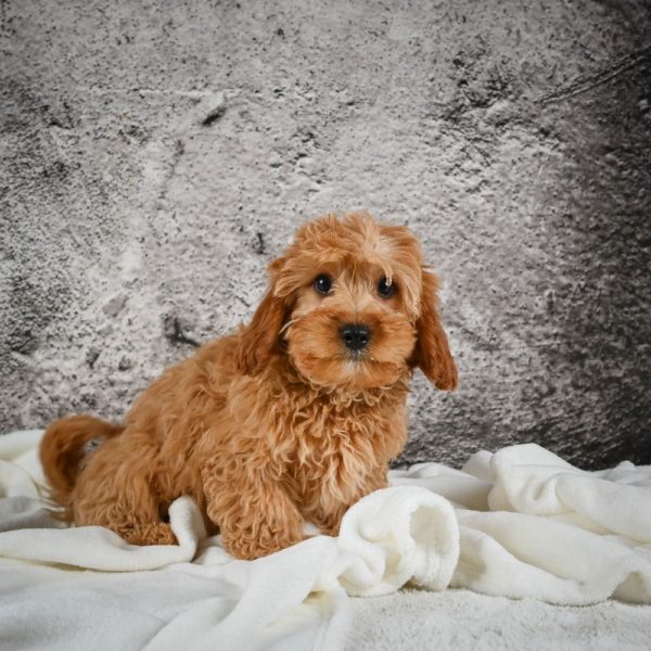 F1b Cavapoo Puppy for Sale