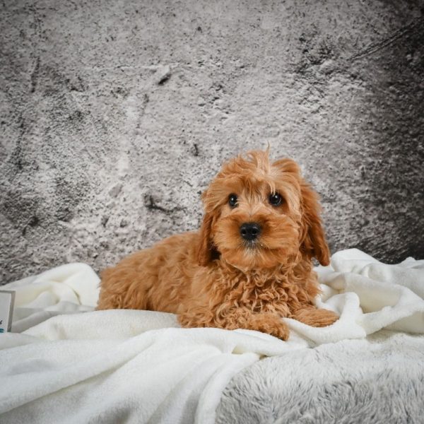 F1b Cavapoo Puppy for Sale
