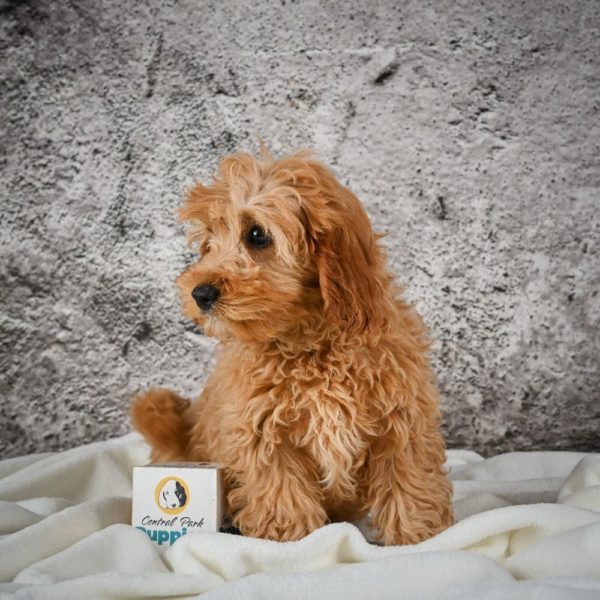 F1b Cavapoo Puppy for Sale