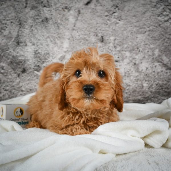 F1b Cavapoo Puppy for Sale