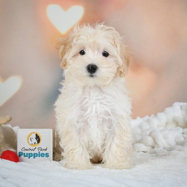 F1 Maltipoo Puppy for Sale